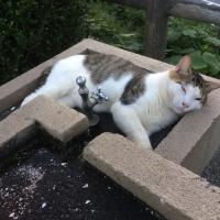 さいとうさんの画像