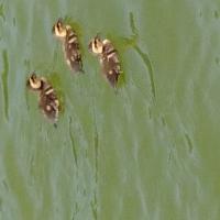 あひるさんの画像